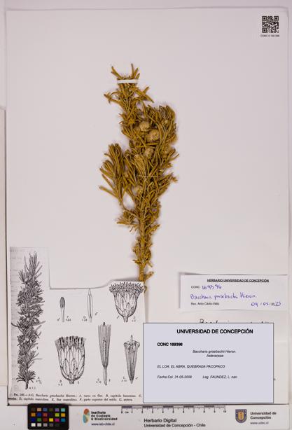 Baccharis grisebachii [Espécimen: UDEC:CONC:0169396]