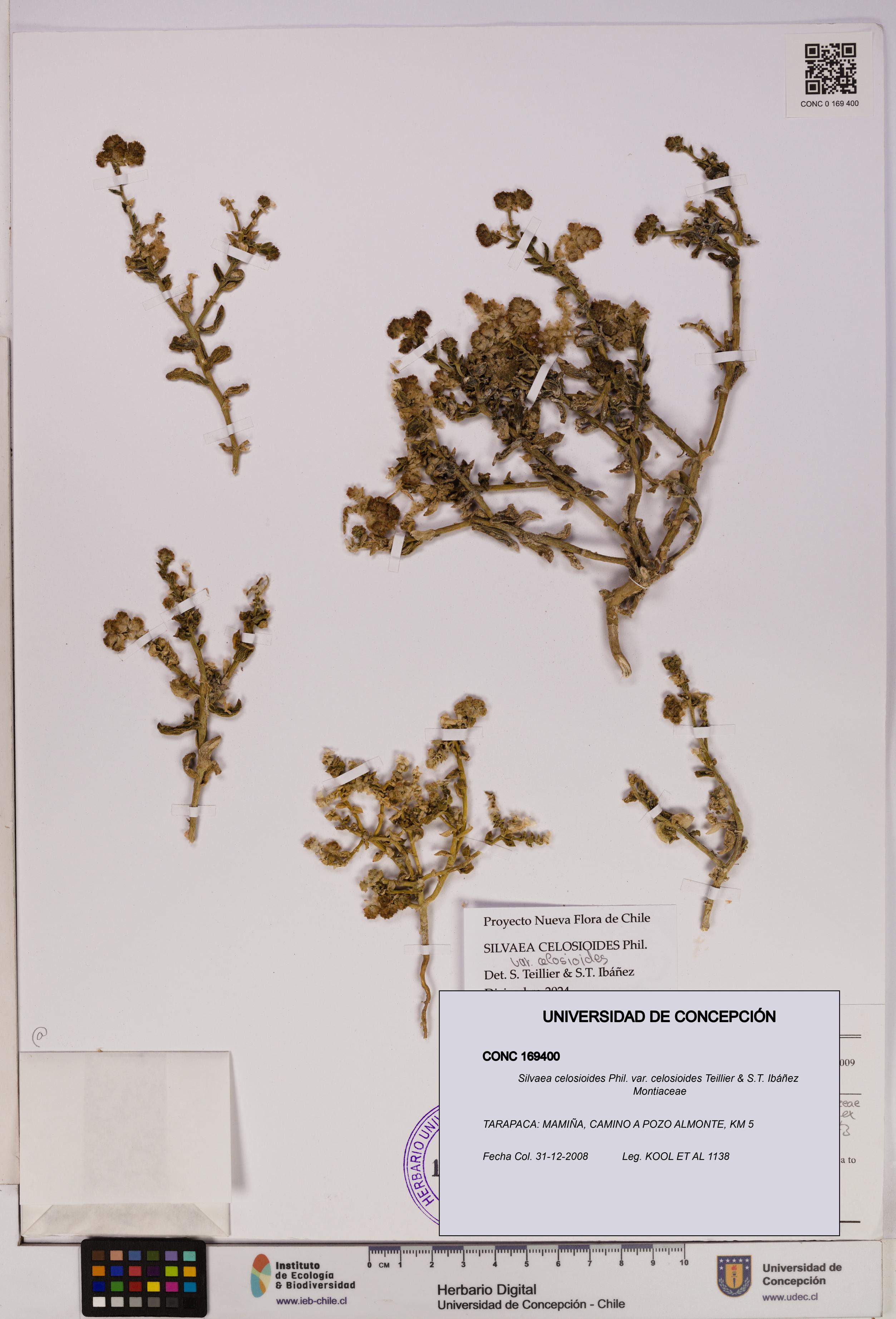 Silvaea celosioides var. celosioides [Espécimen: UDEC:CONC:0169400]