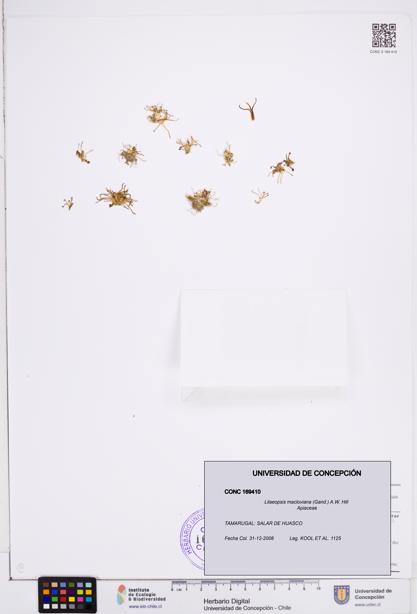 Lilaeopsis macloviana [Espécimen: ]