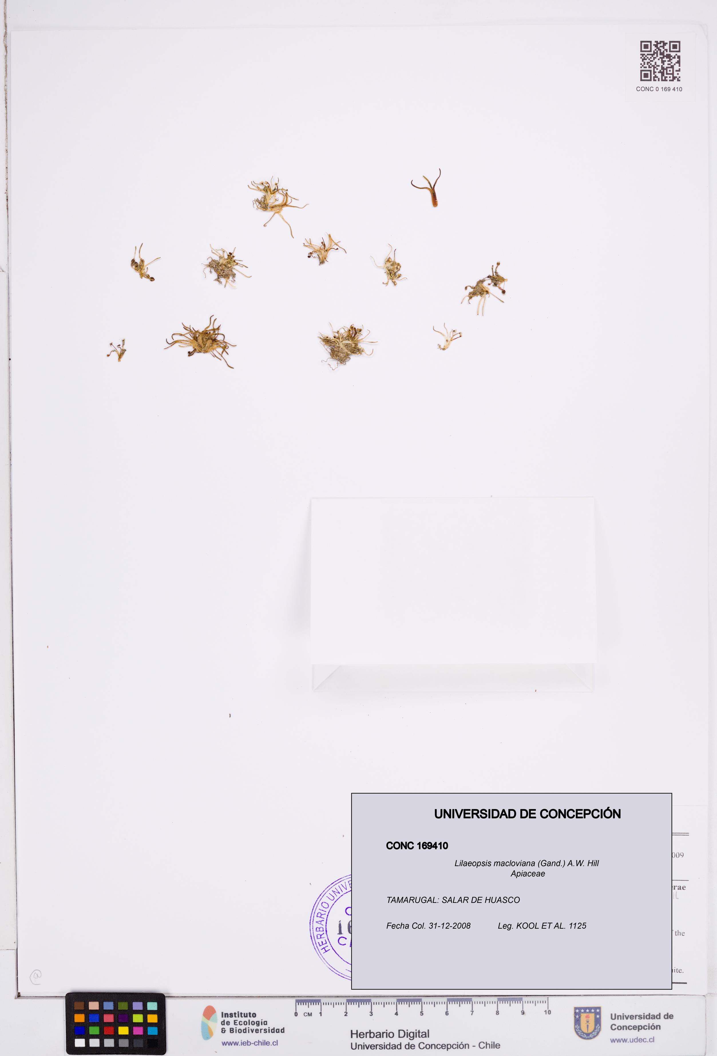 Lilaeopsis macloviana [Espécimen: ]