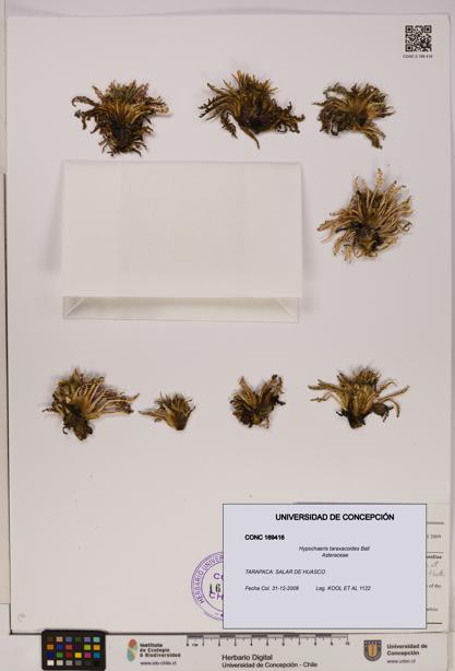Hypochaeris taraxacoides [Espécimen: UDEC:CONC:0169416]