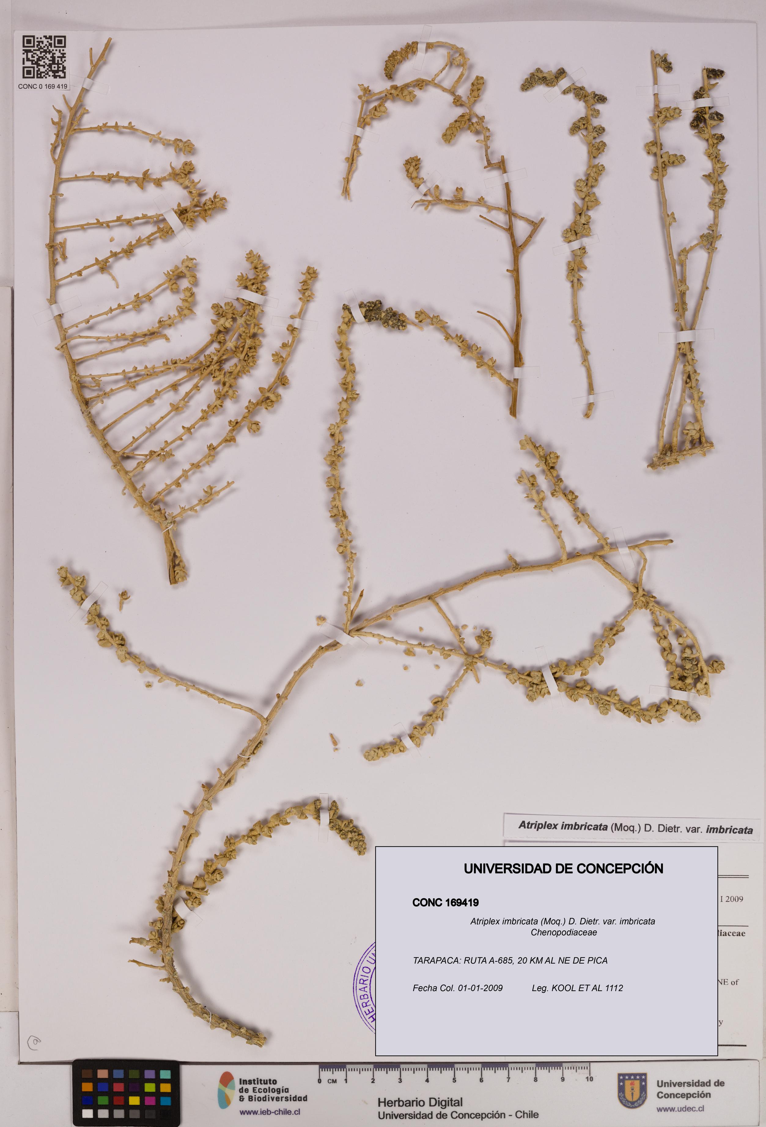 Atriplex imbricata [Espécimen: UDEC:CONC:0169419]