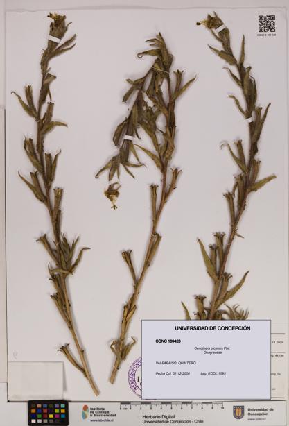 Oenothera picensis [Espécimen: UDEC:CONC:0169428]