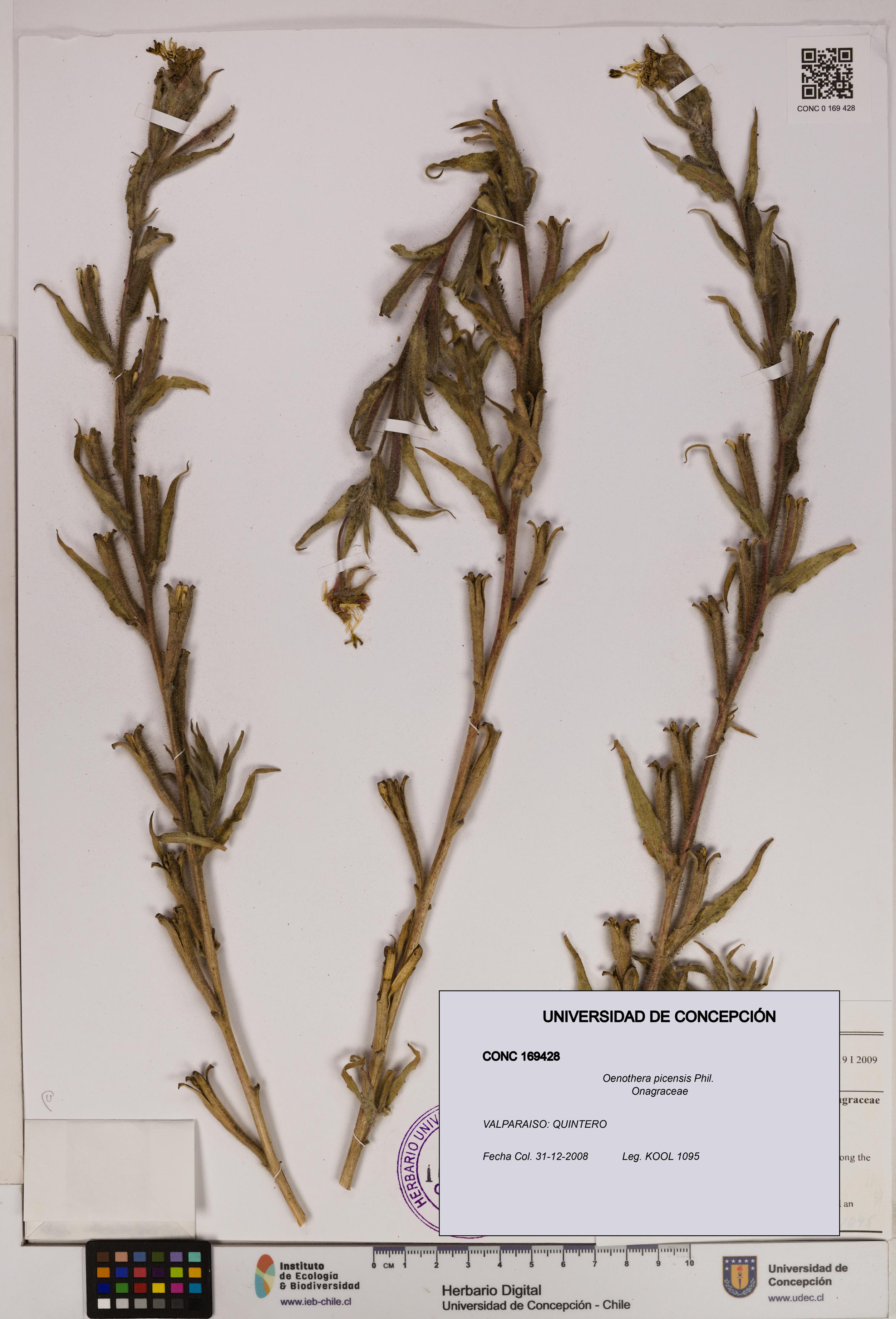 Oenothera picensis [Espécimen: UDEC:CONC:0169428]