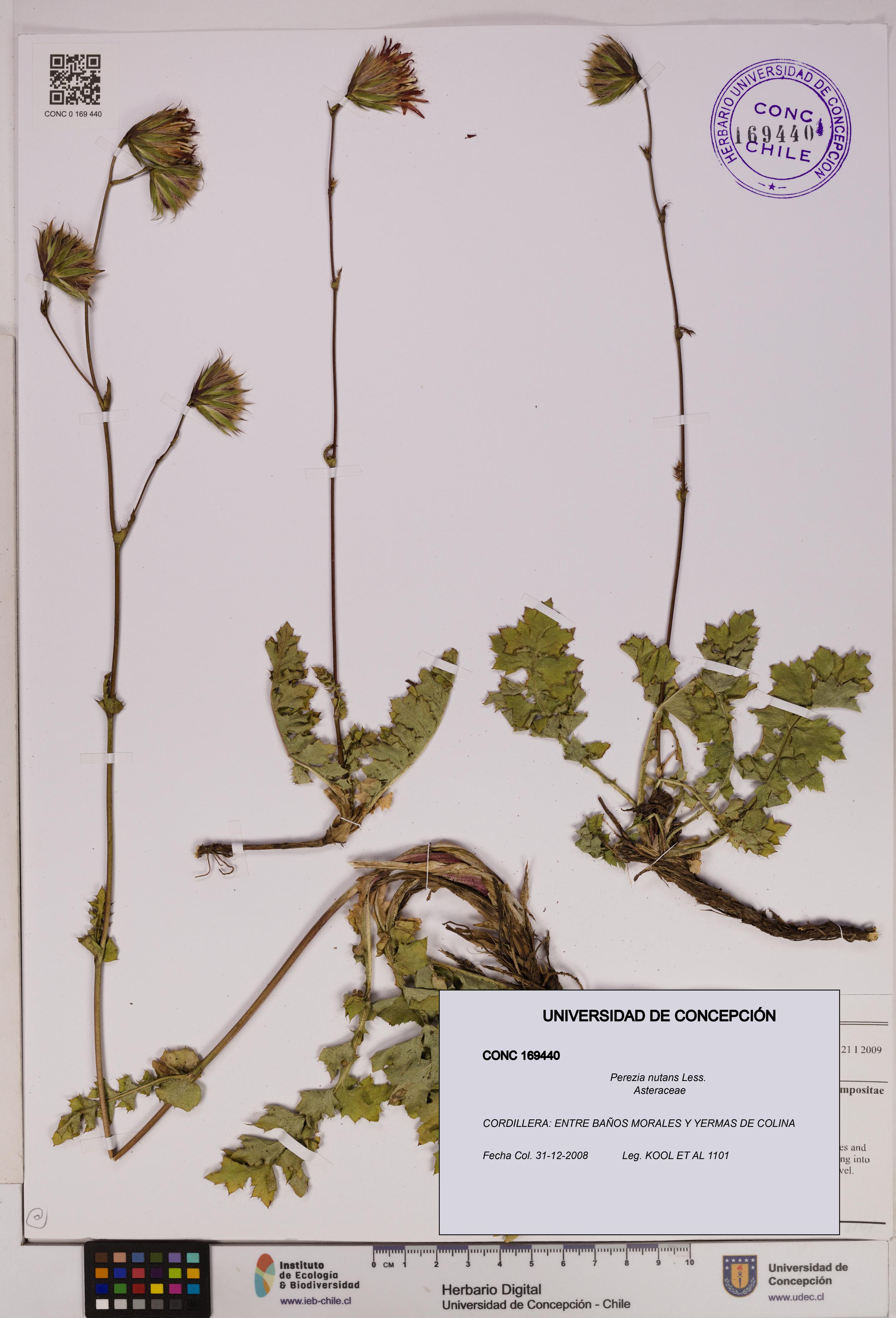 Perezia nutans [Espécimen: UDEC:CONC:0169440]