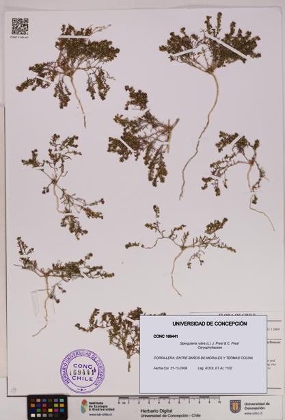 Spergularia rubra [Espécimen: UDEC:CONC:0169441]