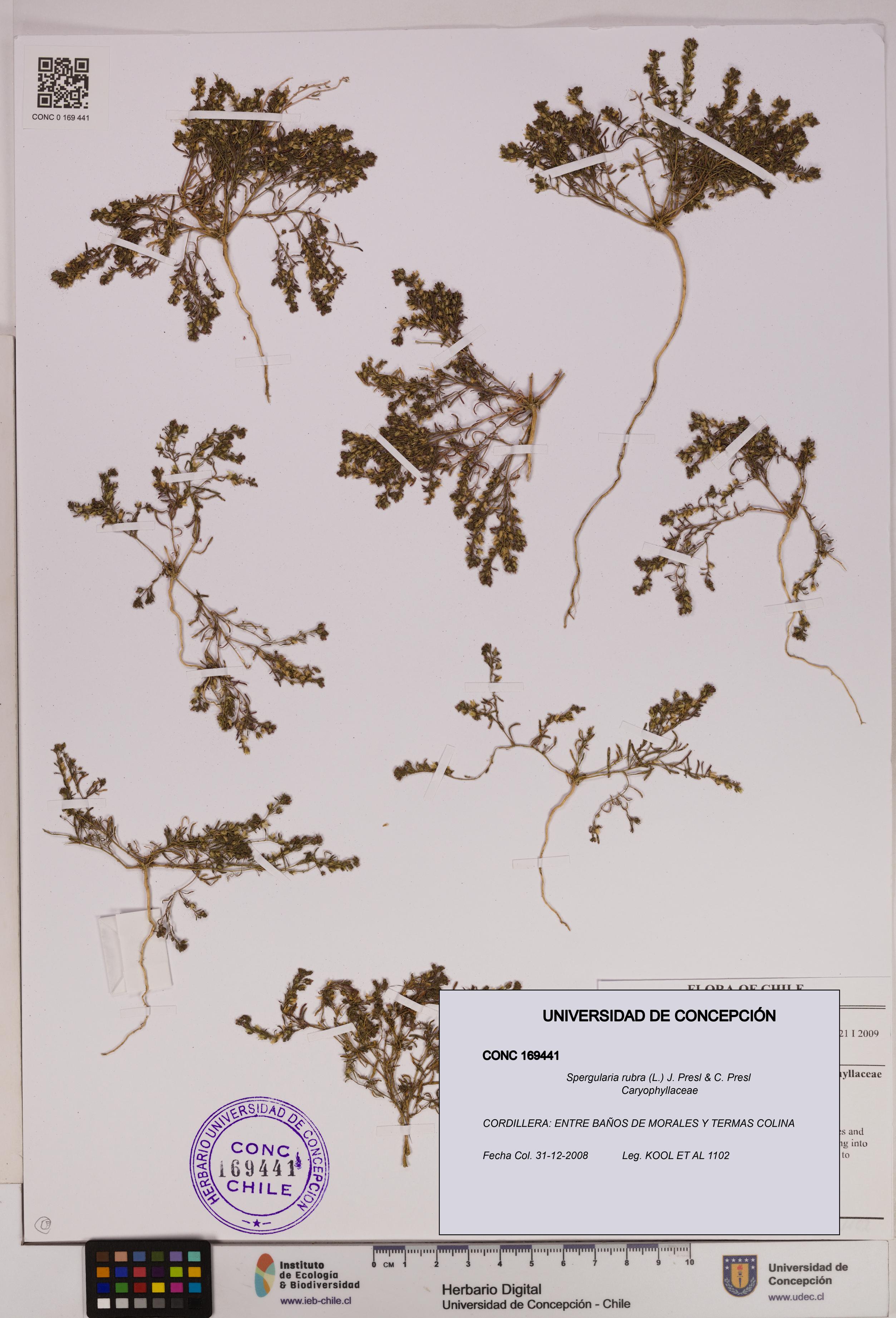 Spergularia rubra [Espécimen: UDEC:CONC:0169441]