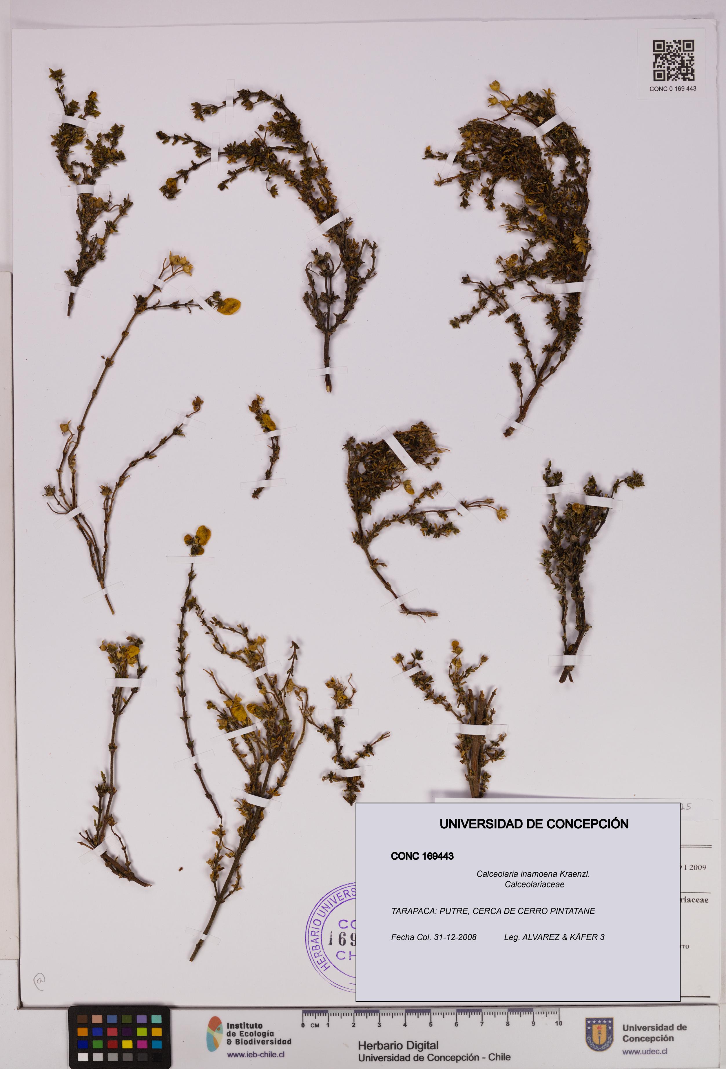 Calceolaria inamoena [Espécimen: UDEC:CONC:0169443]