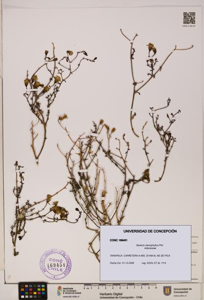 Senecio ctenophyllus [Espécimen: UDEC:CONC:0169451]