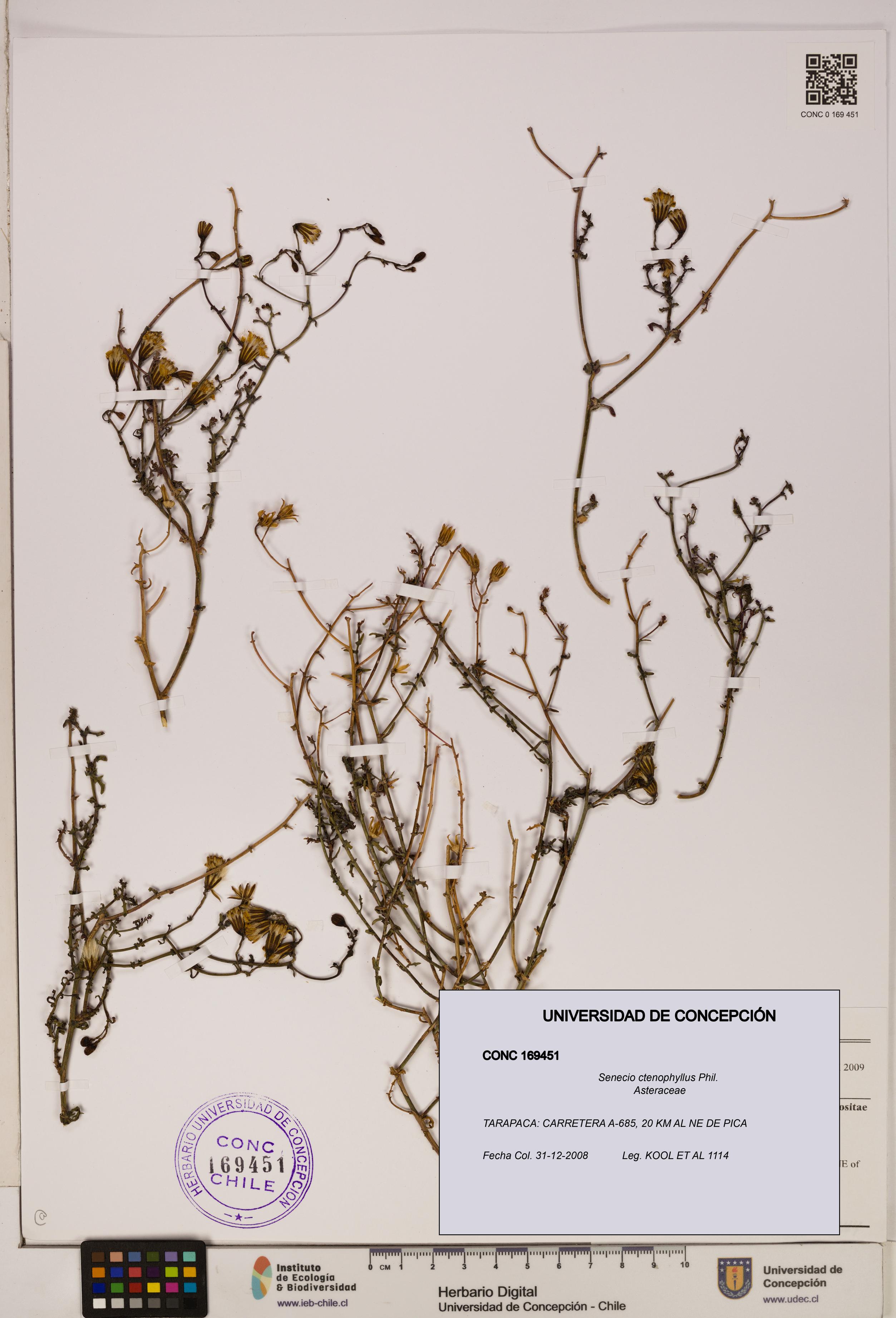 Senecio ctenophyllus [Espécimen: UDEC:CONC:0169451]