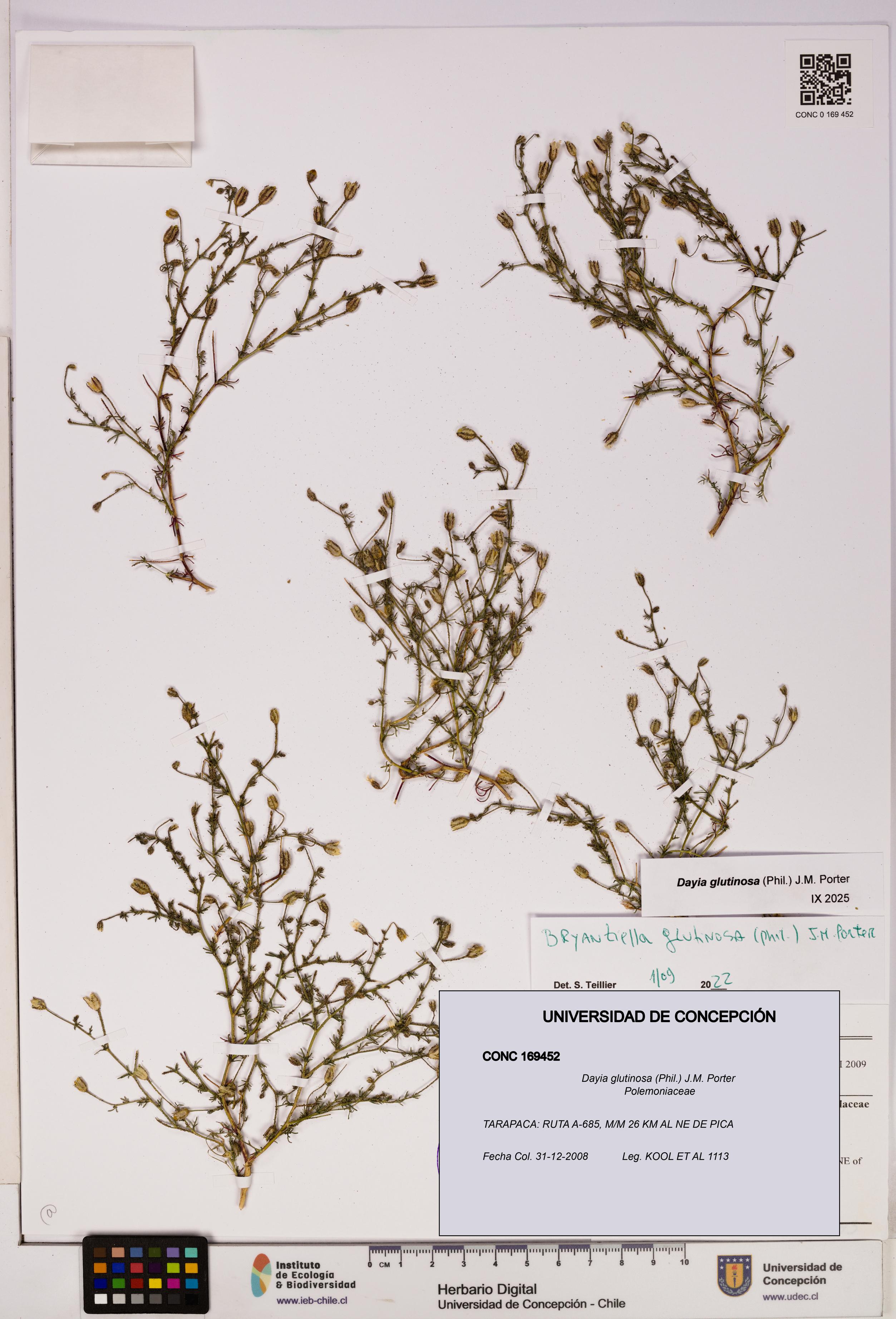 Dayia glutinosa [Espécimen: UDEC:CONC:0169452]