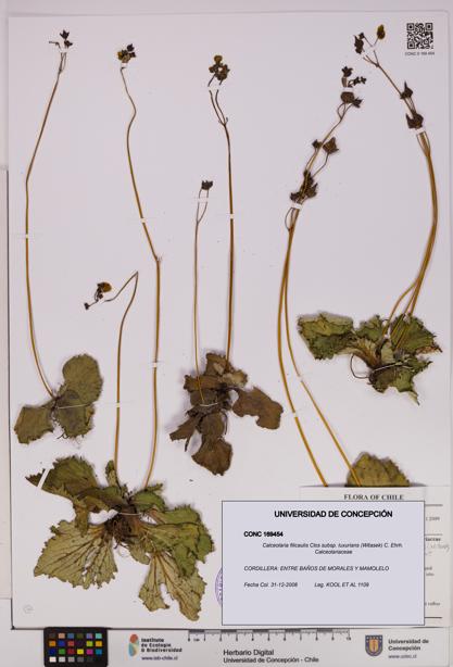 Calceolaria filicaulis [Espécimen: UDEC:CONC:0169454]