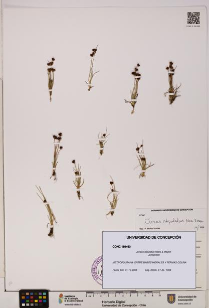 Juncus stipulatus [Espécimen: UDEC:CONC:0169463]