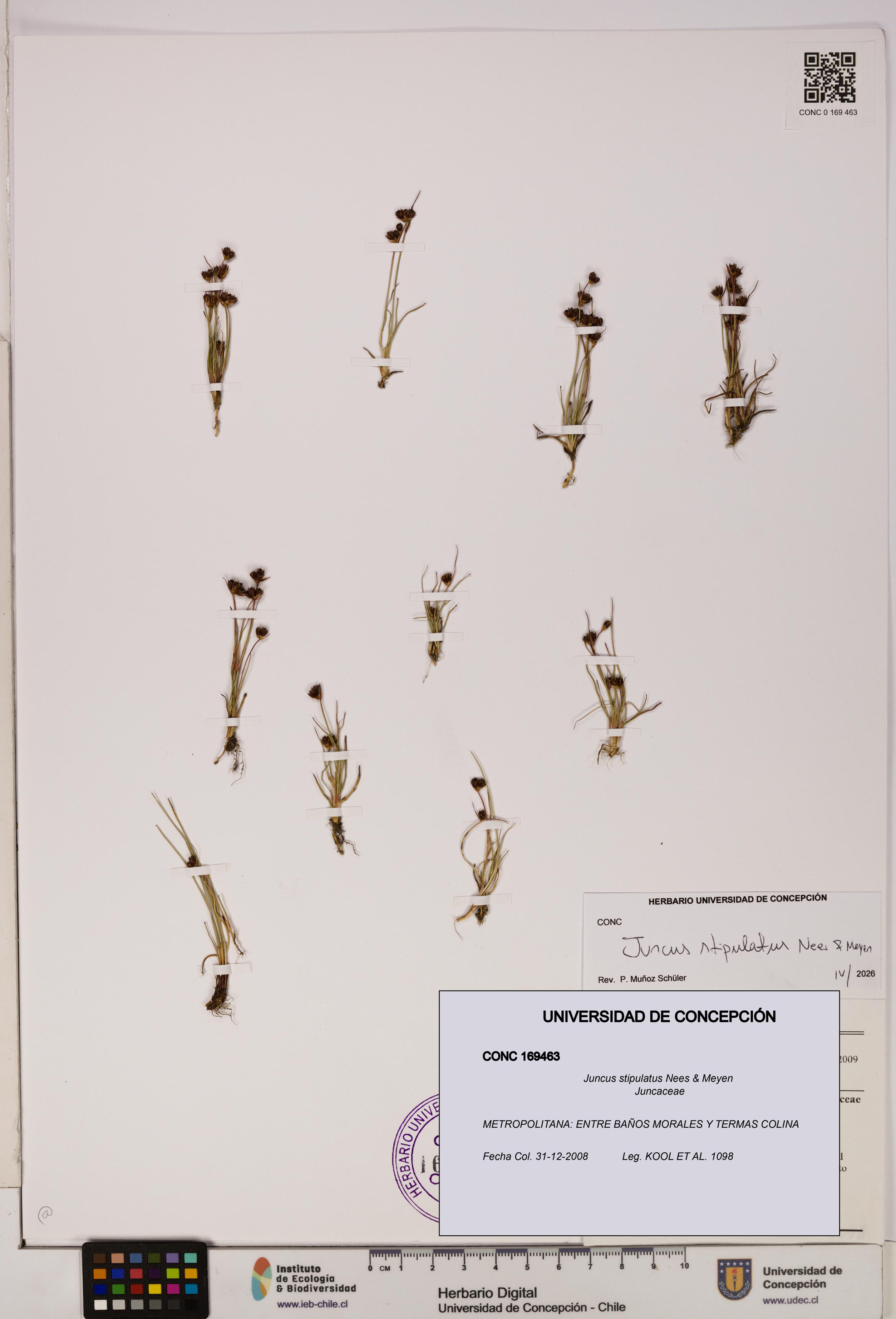 Juncus stipulatus [Espécimen: UDEC:CONC:0169463]