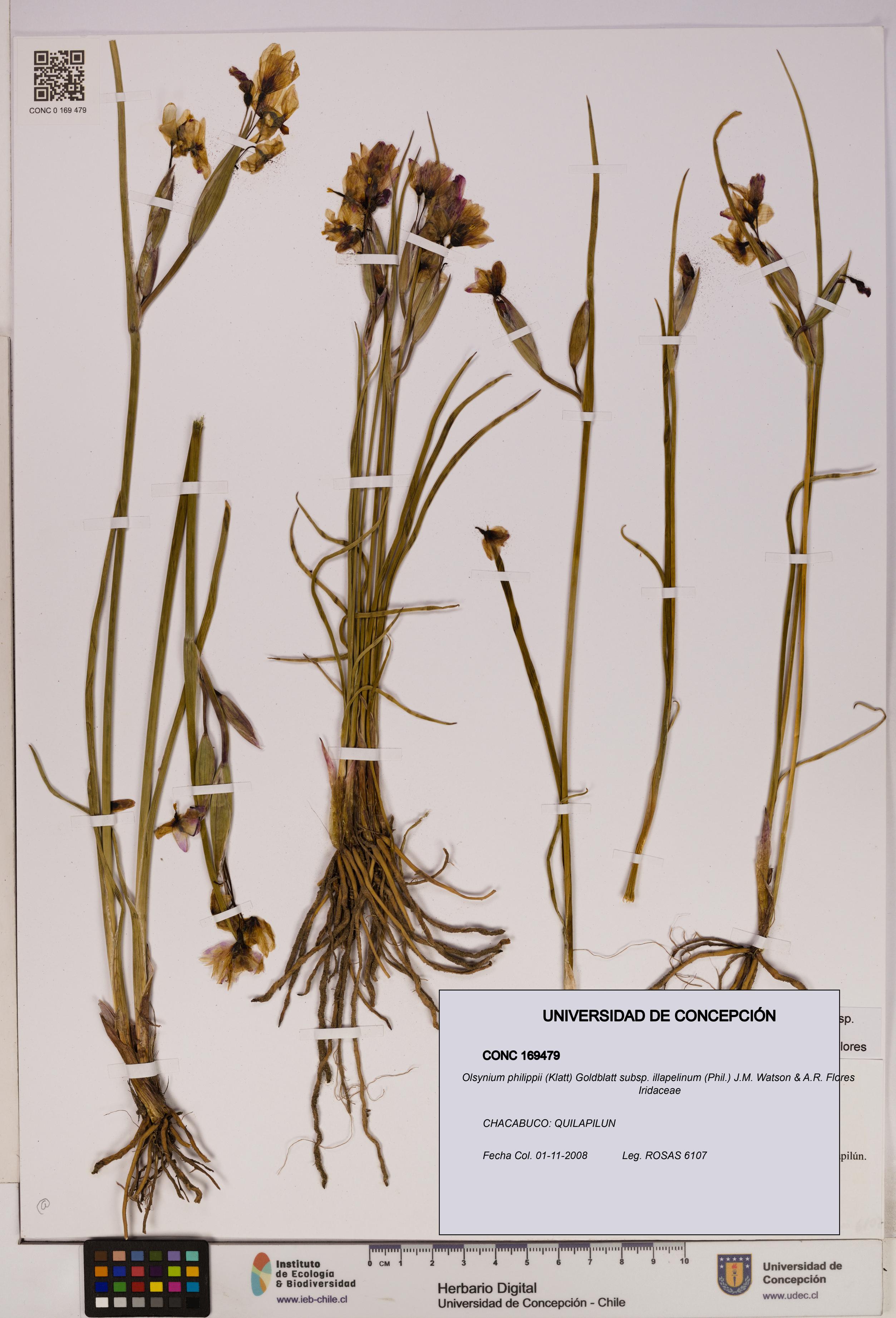 Olsynium philippii subsp. illapelinum [Espécimen: UDEC:CONC:0169479]
