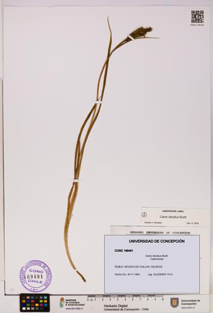 Carex decidua [Espécimen: UDEC:CONC:0169491]