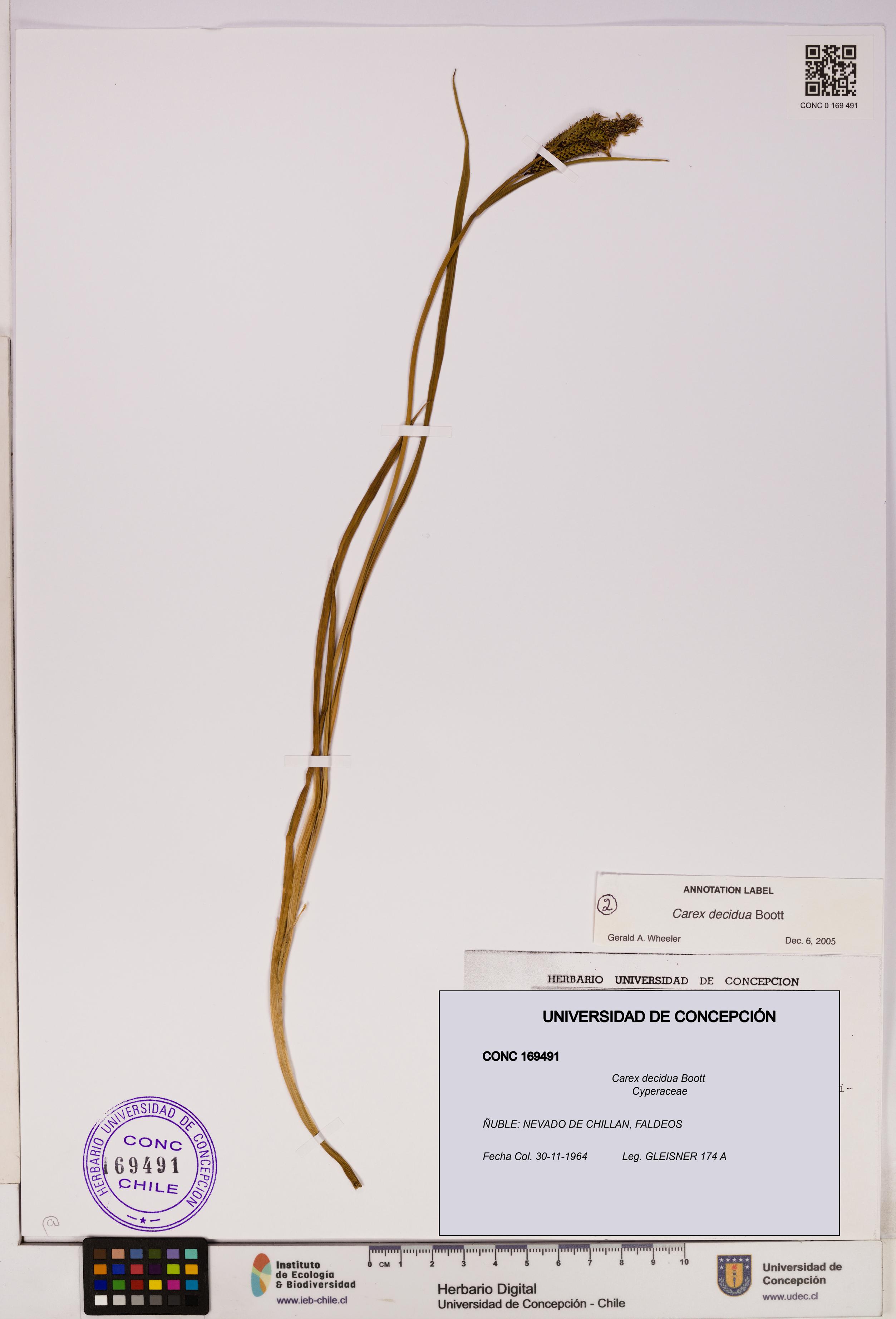 Carex decidua [Espécimen: UDEC:CONC:0169491]