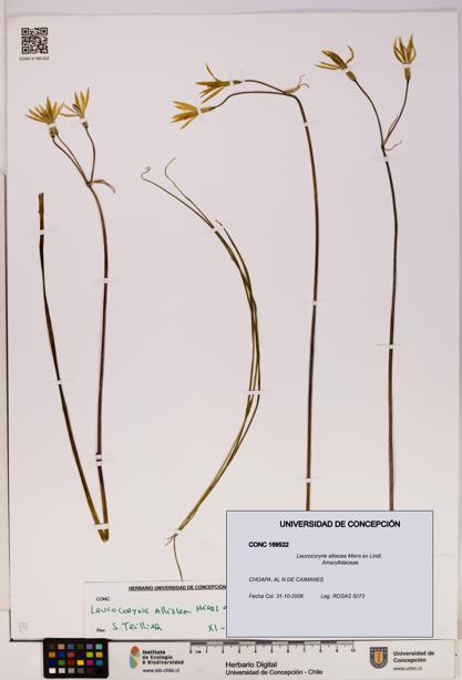 Leucocoryne alliacea [Espécimen: UDEC:CONC:0169522]