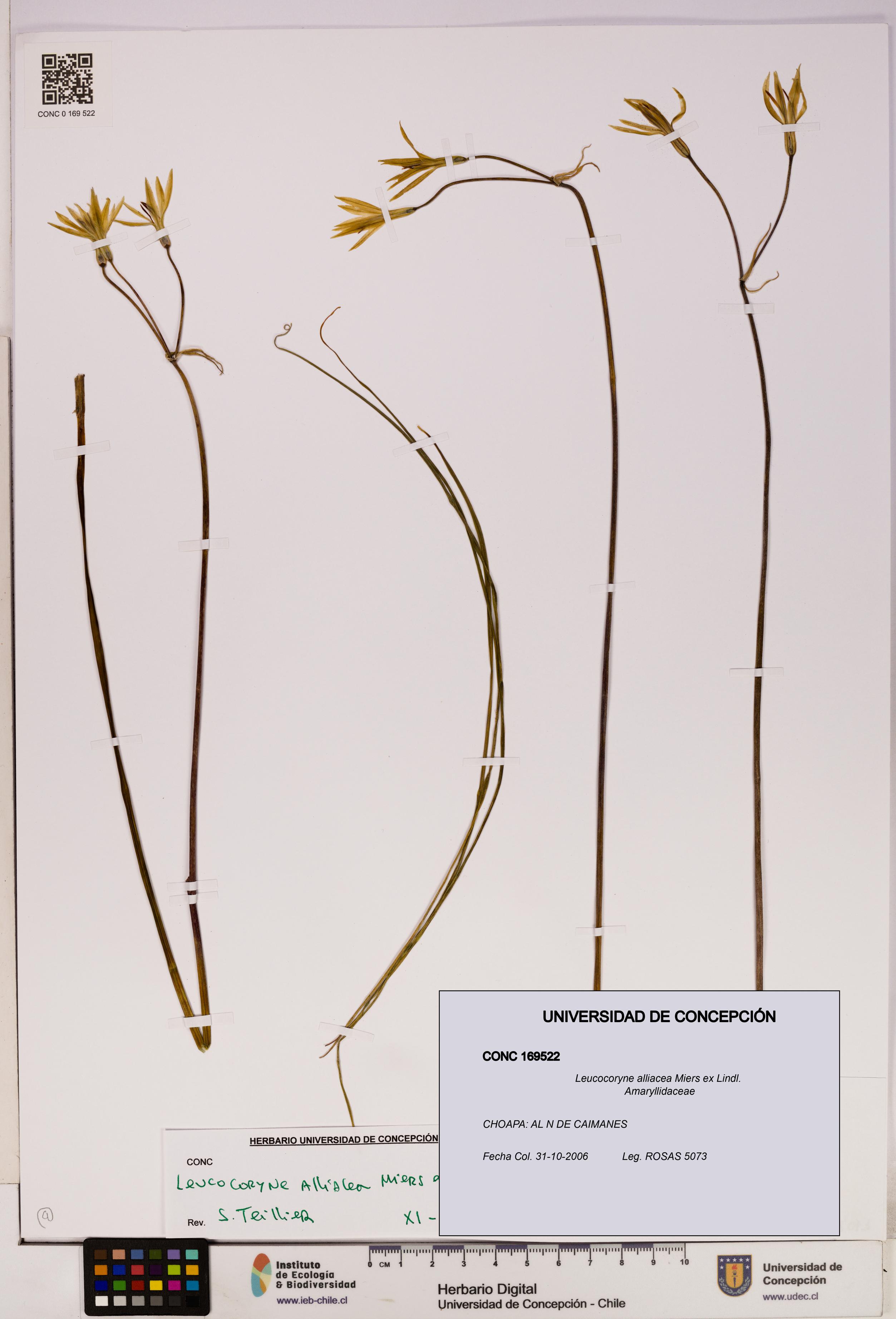 Leucocoryne alliacea [Espécimen: UDEC:CONC:0169522]
