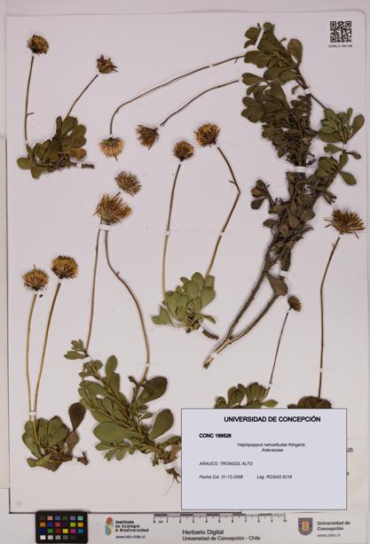 Haplopappus nahuelbutae [Espécimen: UDEC:CONC:0169526]