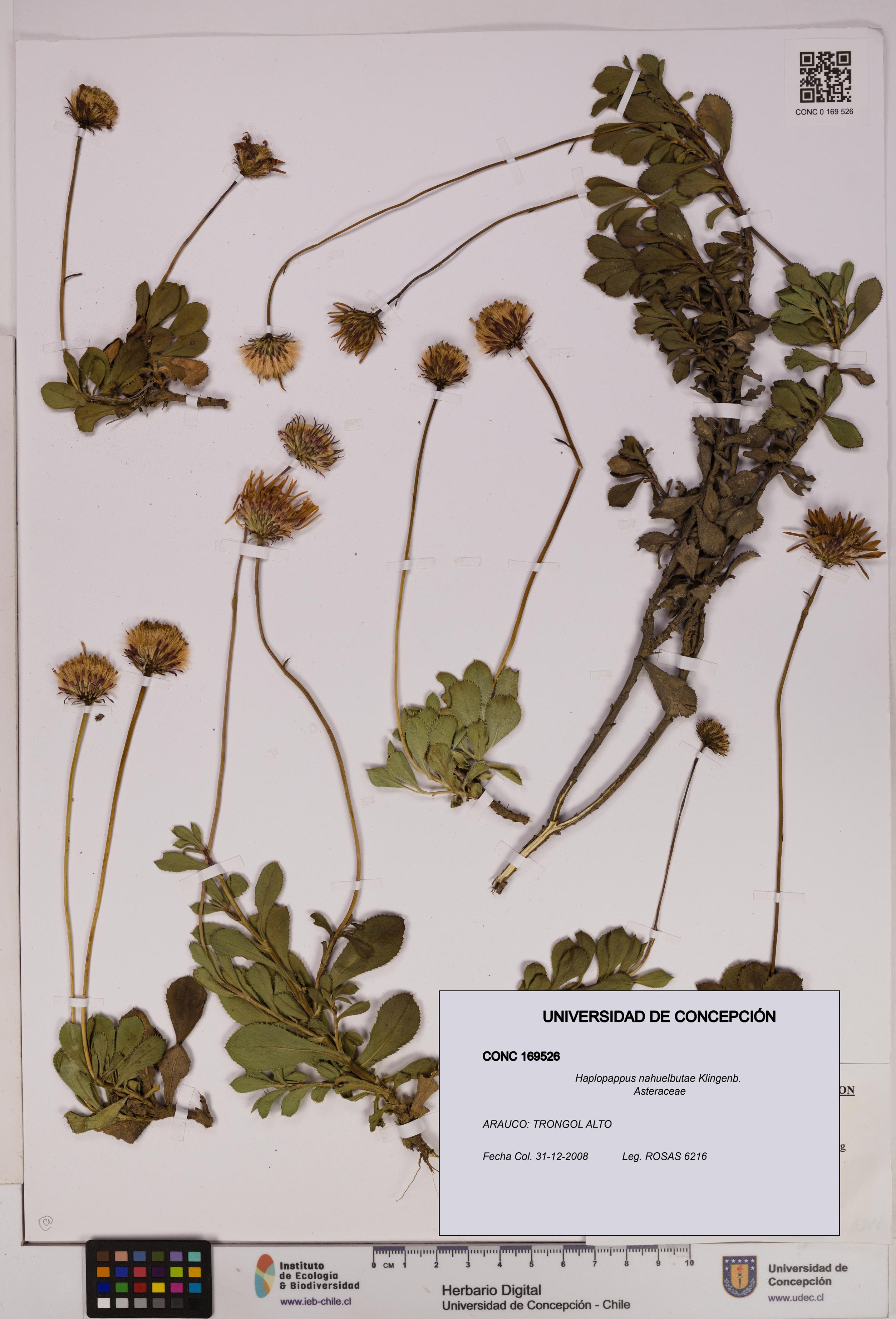 Haplopappus nahuelbutae [Espécimen: UDEC:CONC:0169526]