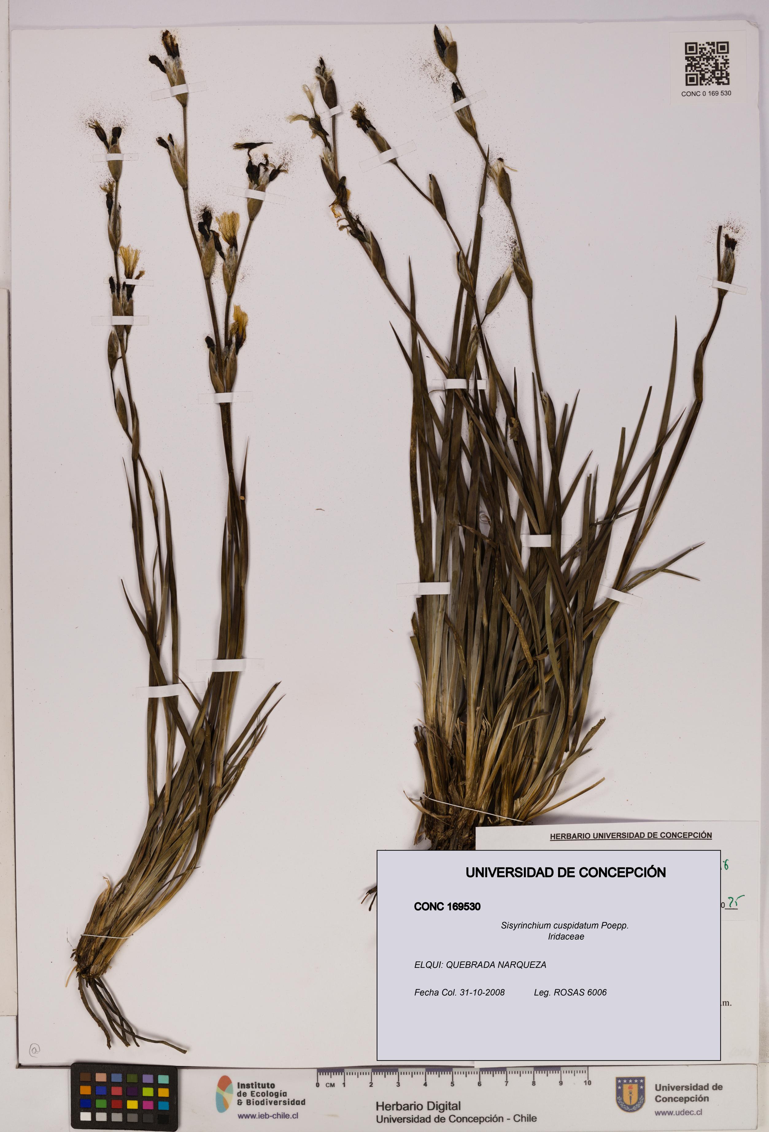 Sisyrinchium cuspidatum [Espécimen: UDEC:CONC:0169530]