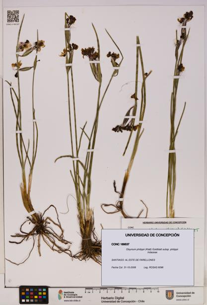 Olsynium philippii subsp. philippii [Espécimen: UDEC:CONC:0169537]