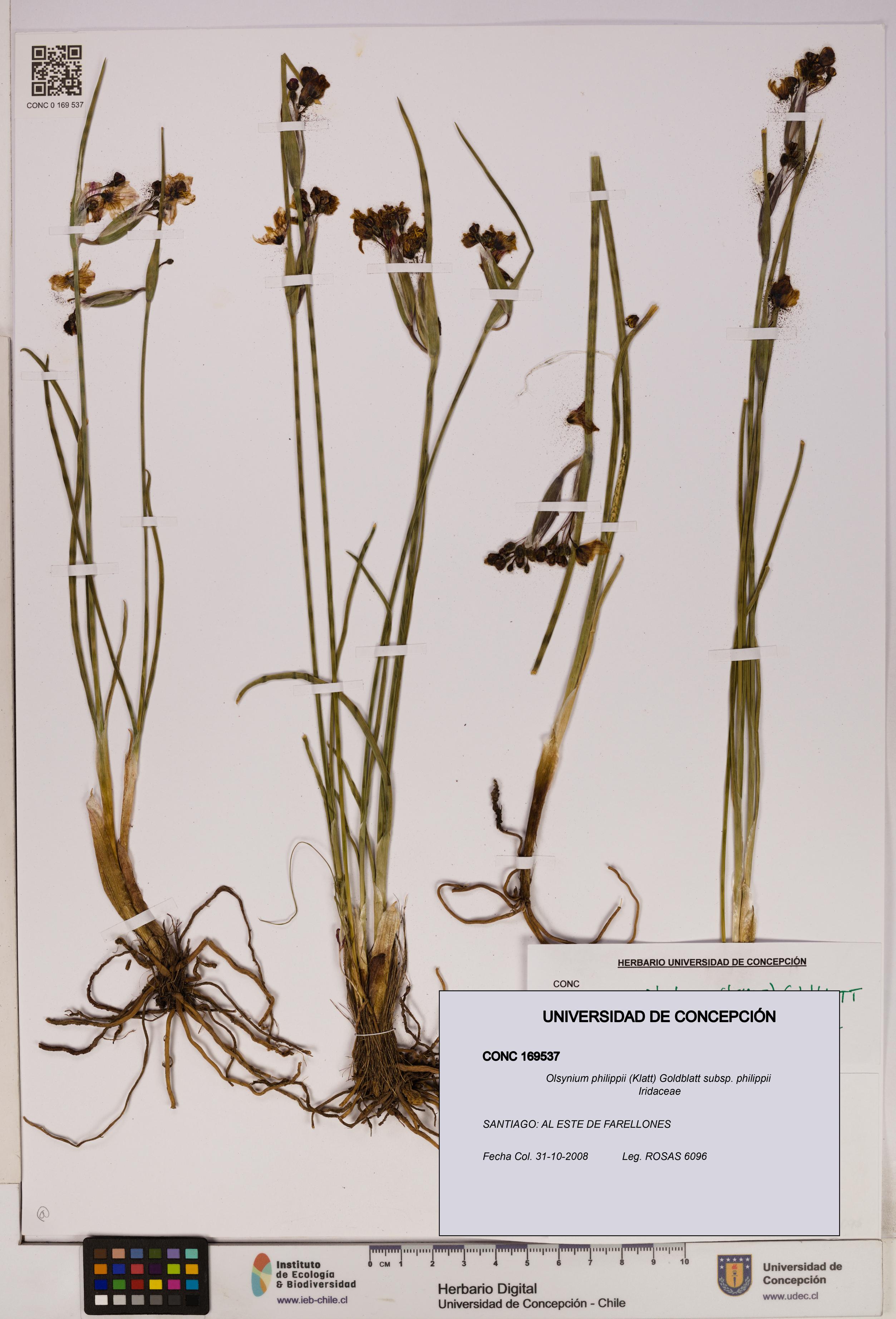 Olsynium philippii subsp. philippii [Espécimen: UDEC:CONC:0169537]