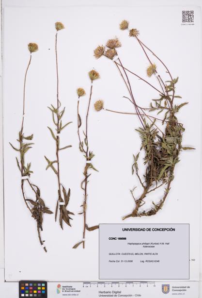 Haplopappus philippii [Espécimen: ]