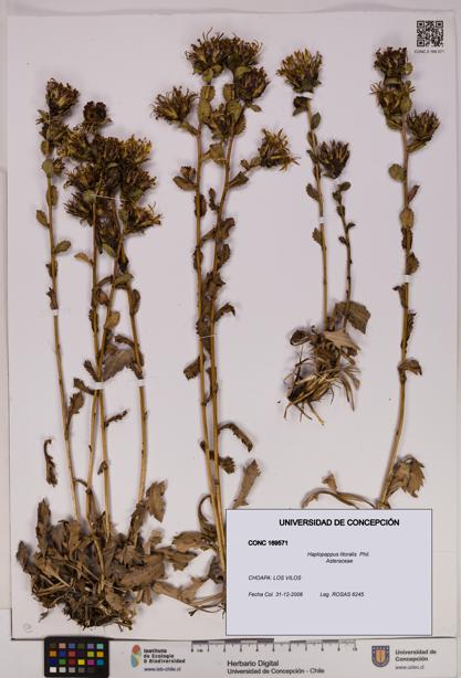 Haplopappus litoralis [Espécimen: UDEC:CONC:0169571]
