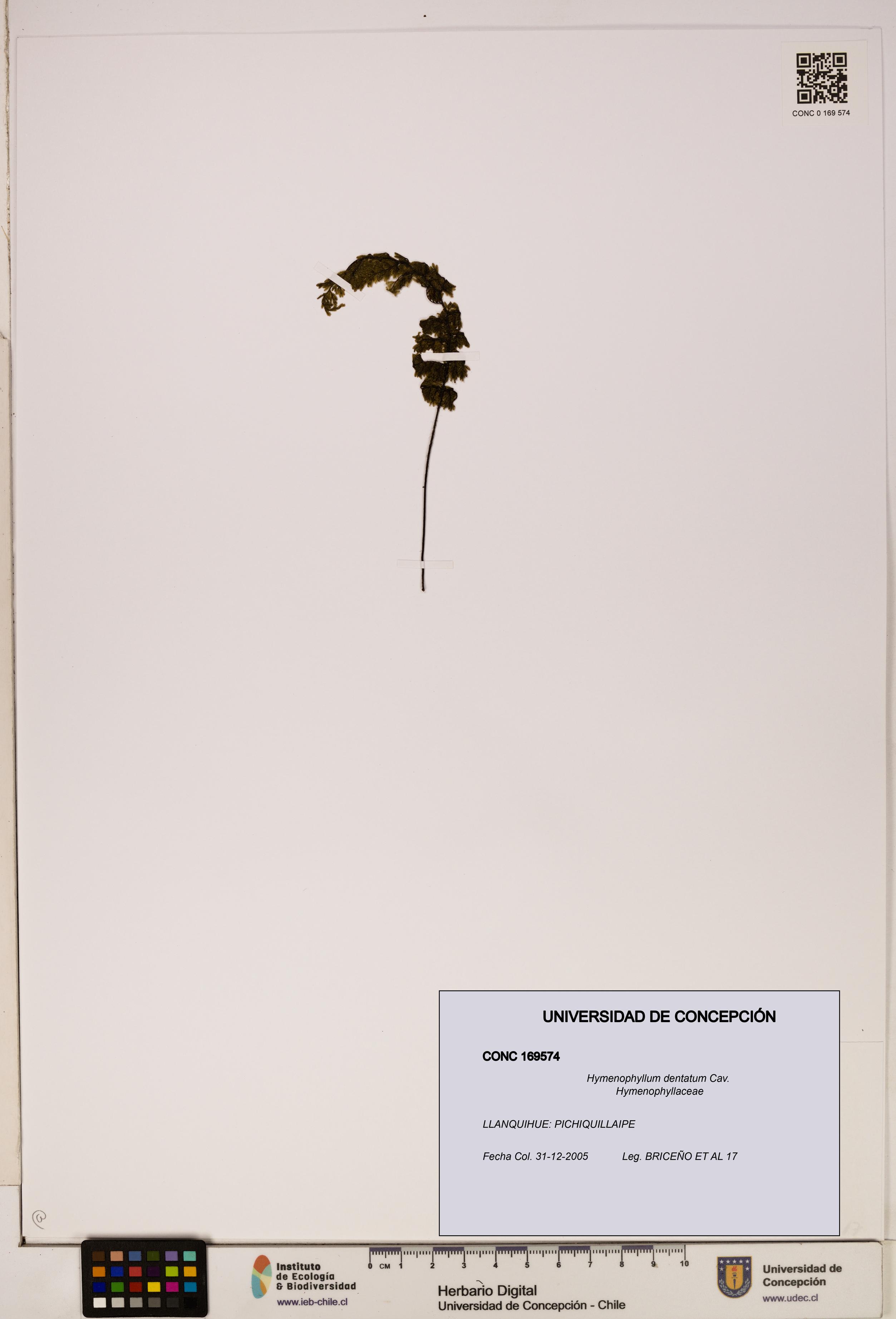 Hymenophyllum dentatum [Espécimen: UDEC:CONC:0169574]