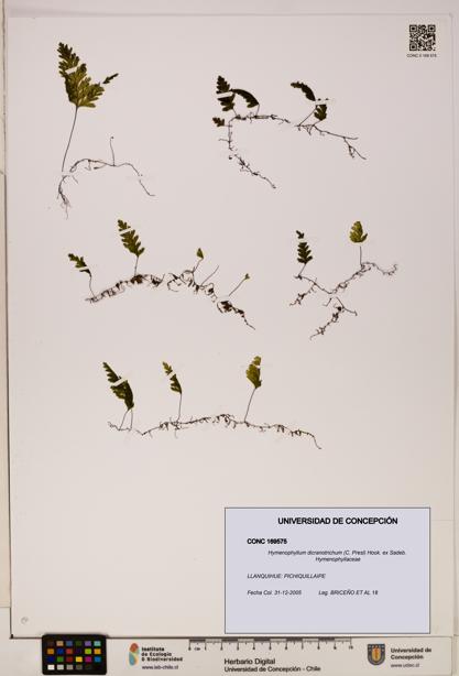 Hymenophyllum dicranotrichum [Espécimen: UDEC:CONC:0169575]