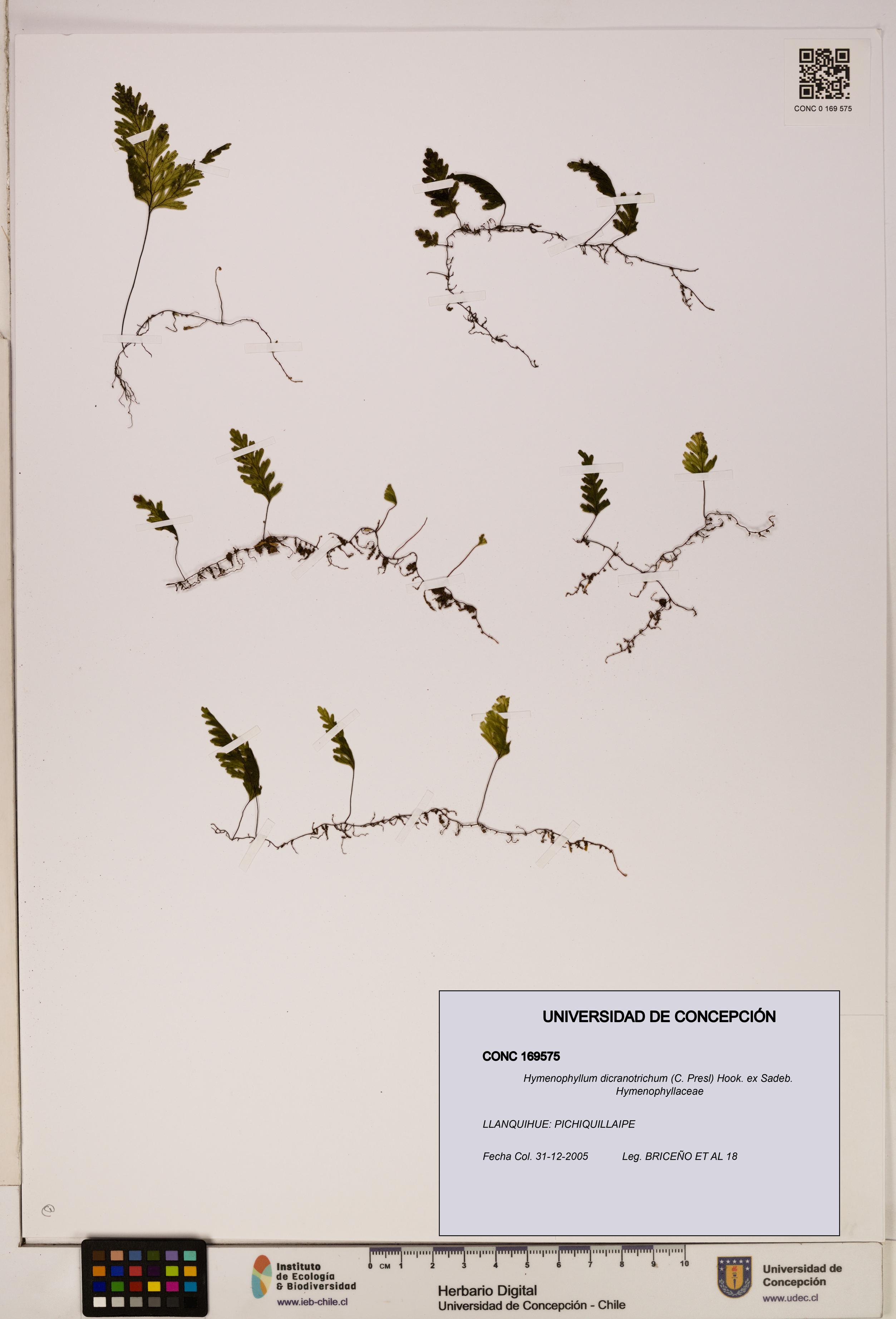 Hymenophyllum dicranotrichum [Espécimen: UDEC:CONC:0169575]