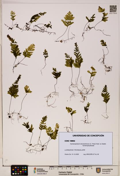 Hymenophyllum dicranotrichum [Espécimen: UDEC:CONC:0169602]