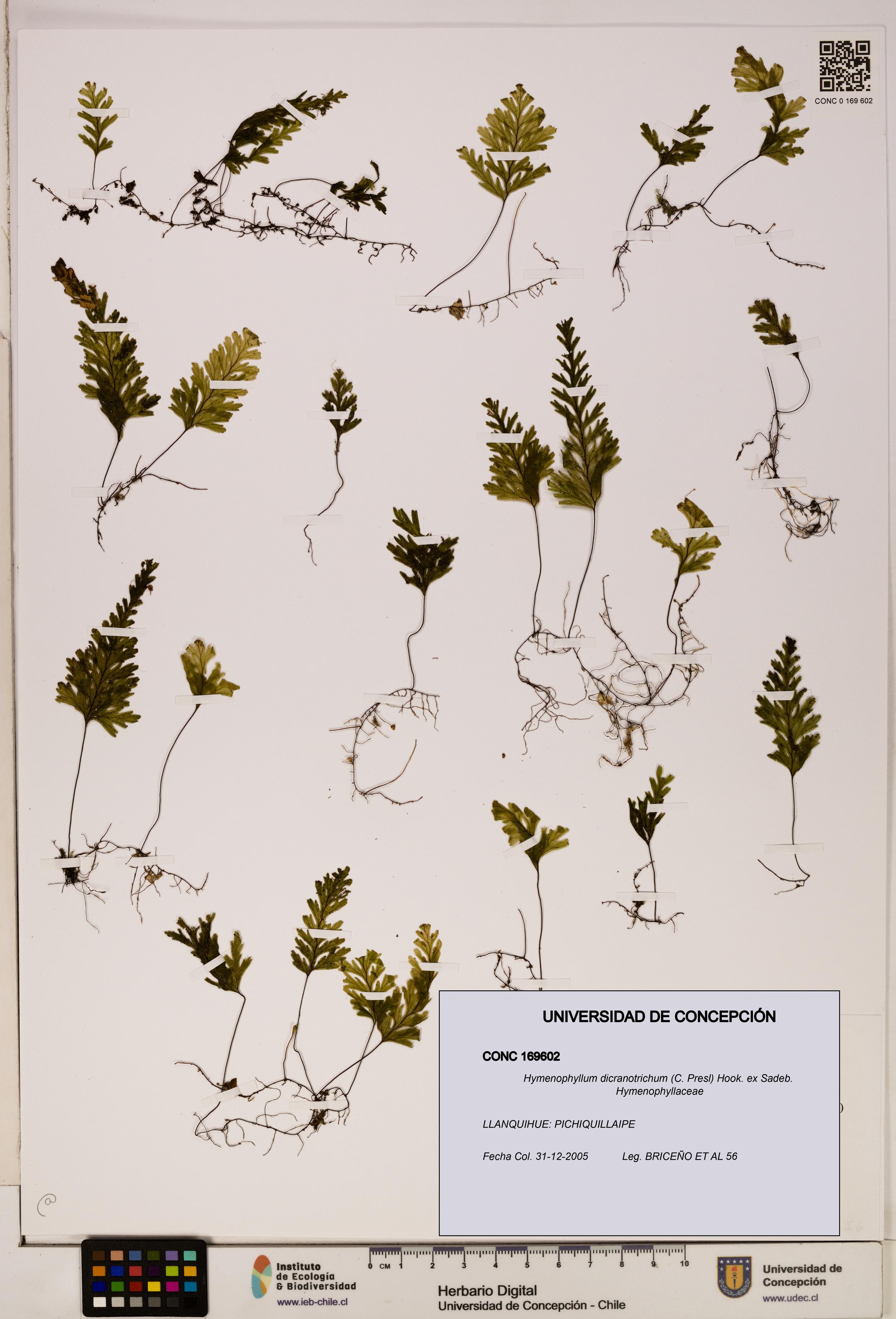 Hymenophyllum dicranotrichum [Espécimen: UDEC:CONC:0169602]