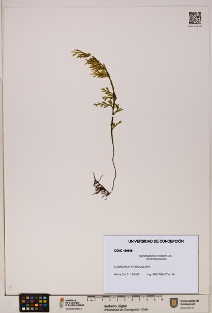 Hymenophyllum fuciforme [Espécimen: UDEC:CONC:0169608]