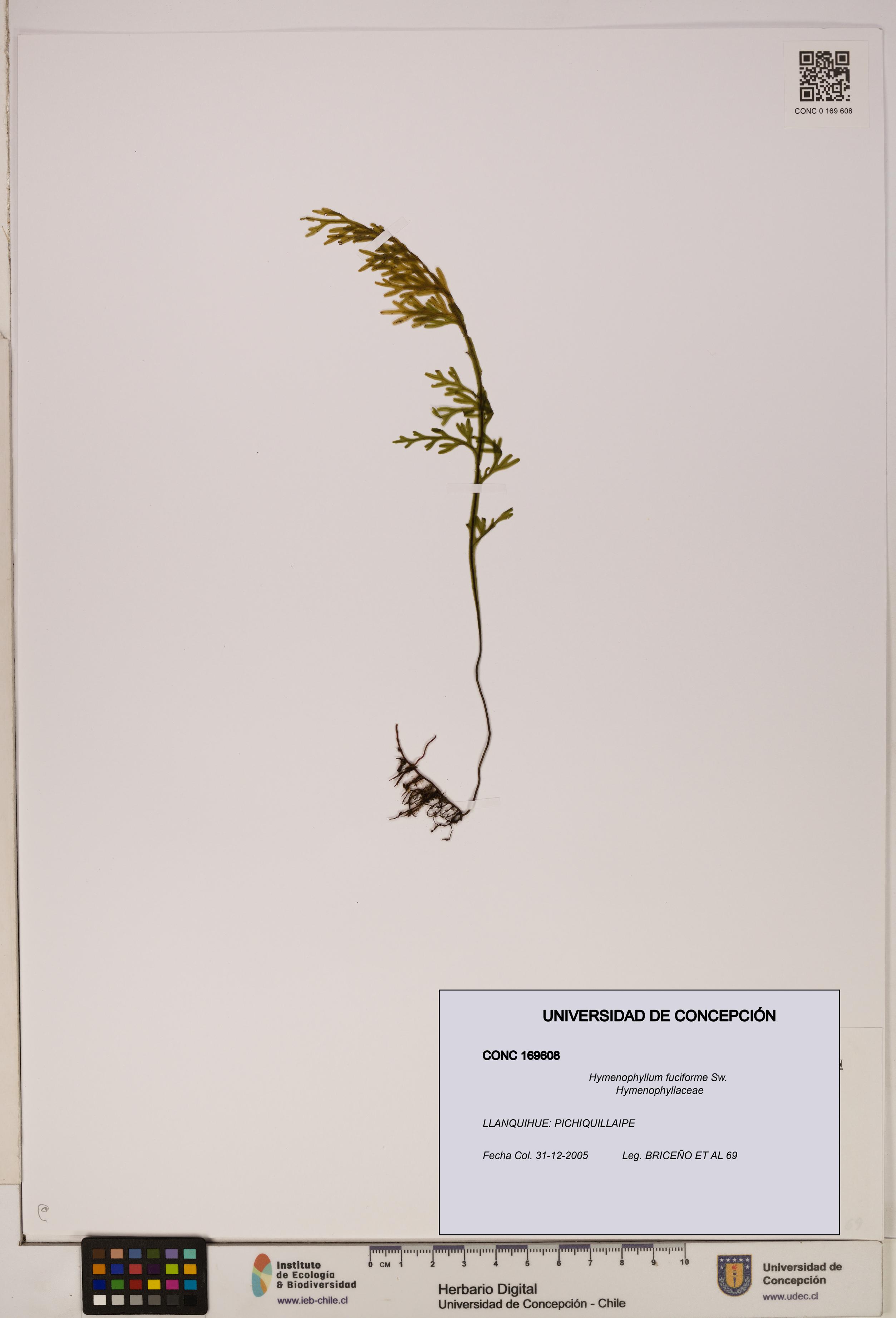 Hymenophyllum fuciforme [Espécimen: UDEC:CONC:0169608]