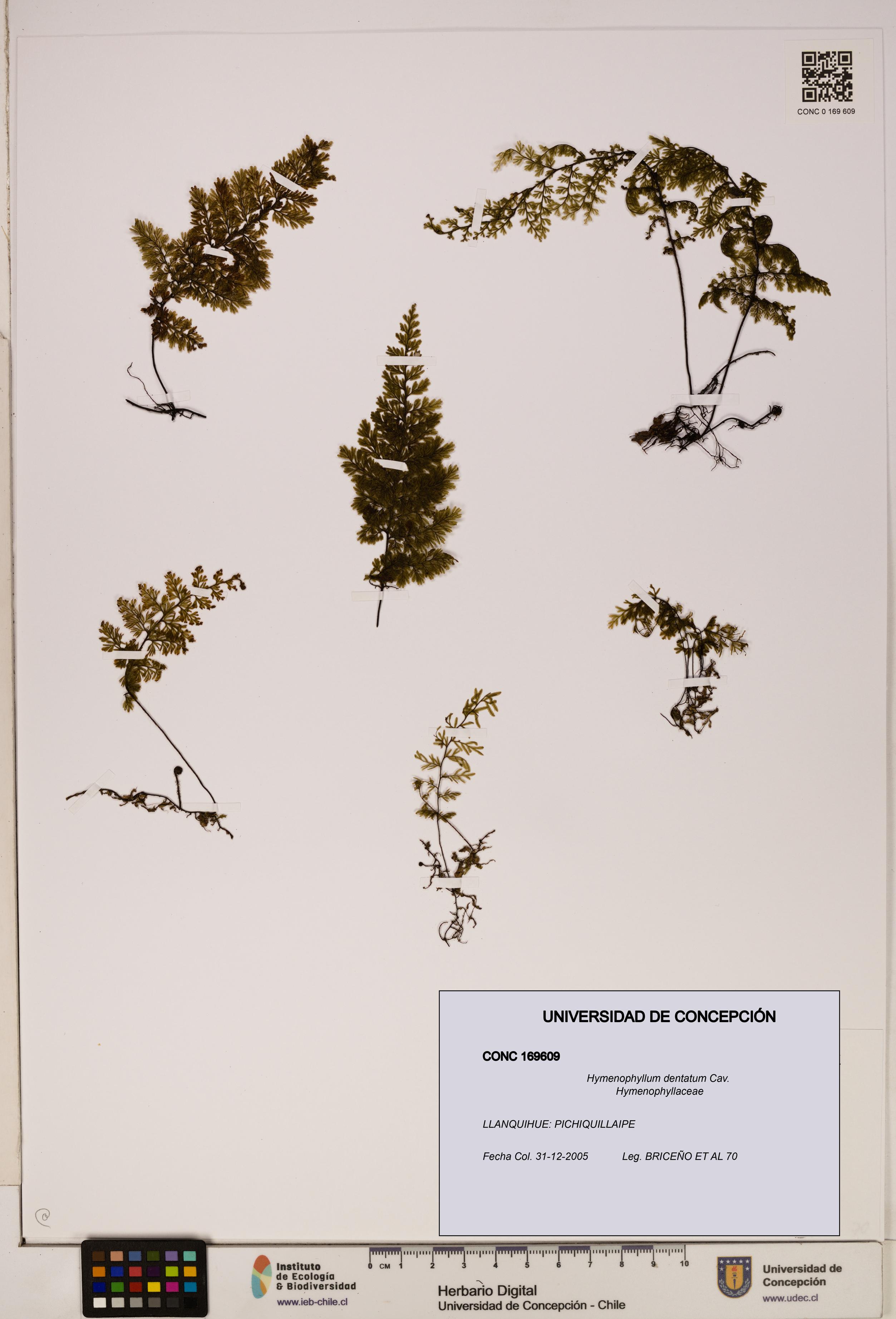 Hymenophyllum dentatum [Espécimen: UDEC:CONC:0169609]