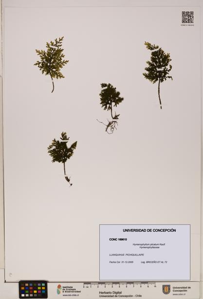 Hymenophyllum plicatum [Espécimen: ]