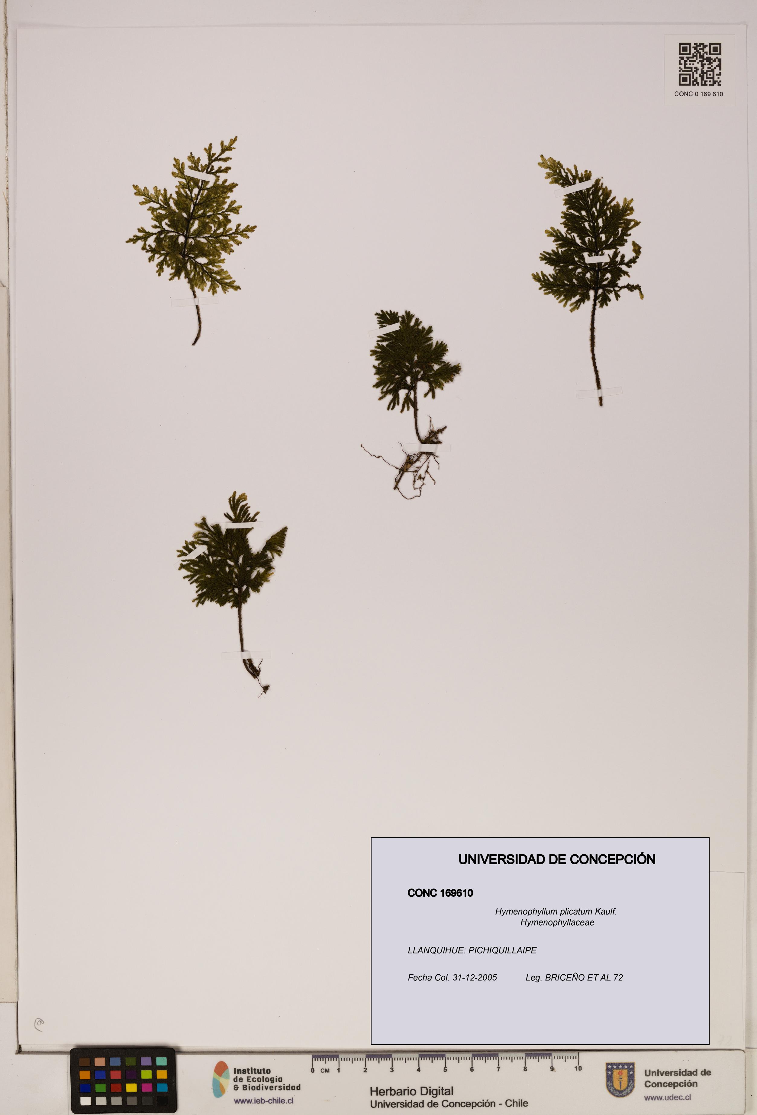 Hymenophyllum plicatum [Espécimen: ]