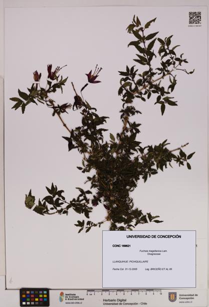Fuchsia magellanica [Espécimen: UDEC:CONC:0169621]