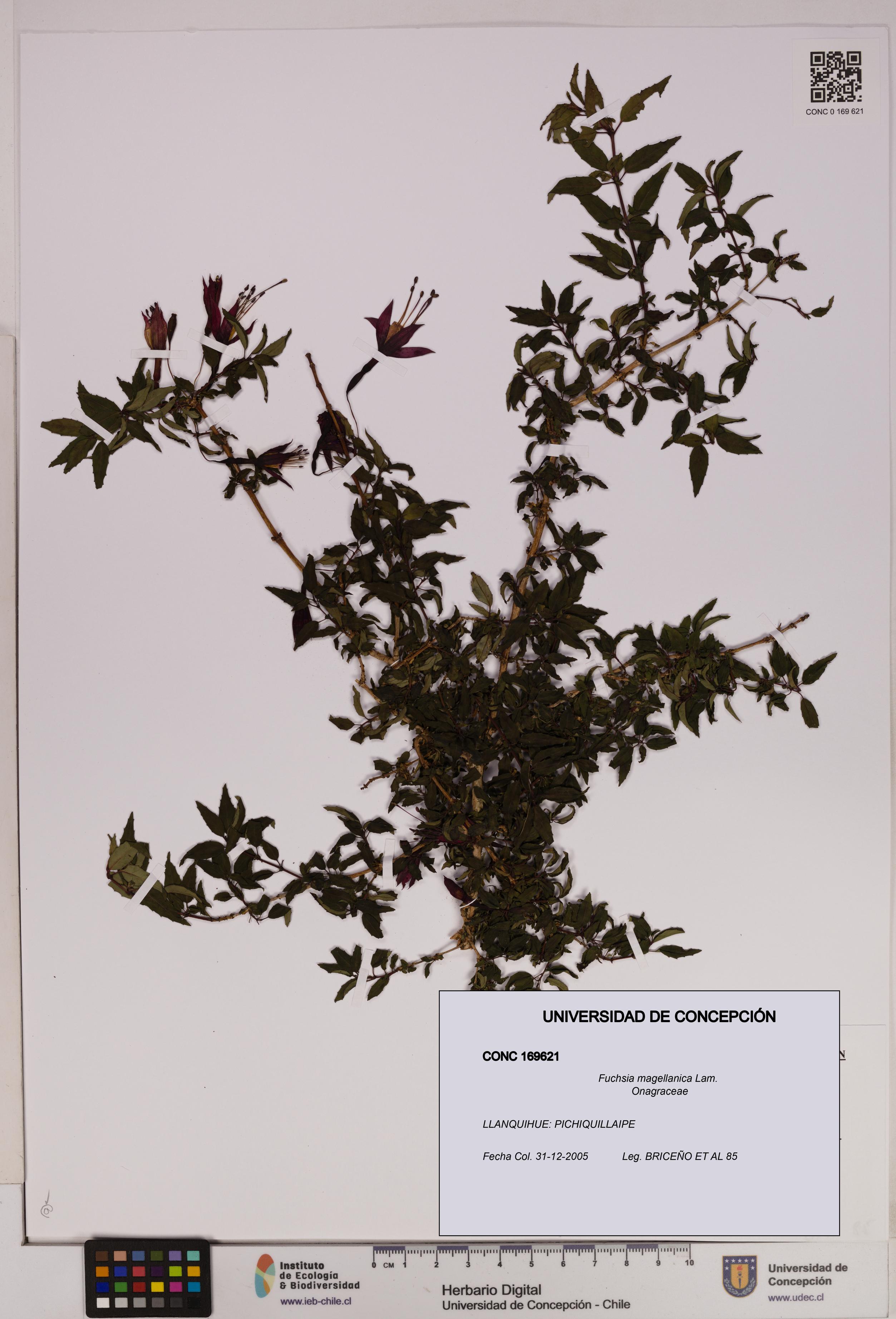 Fuchsia magellanica [Espécimen: UDEC:CONC:0169621]