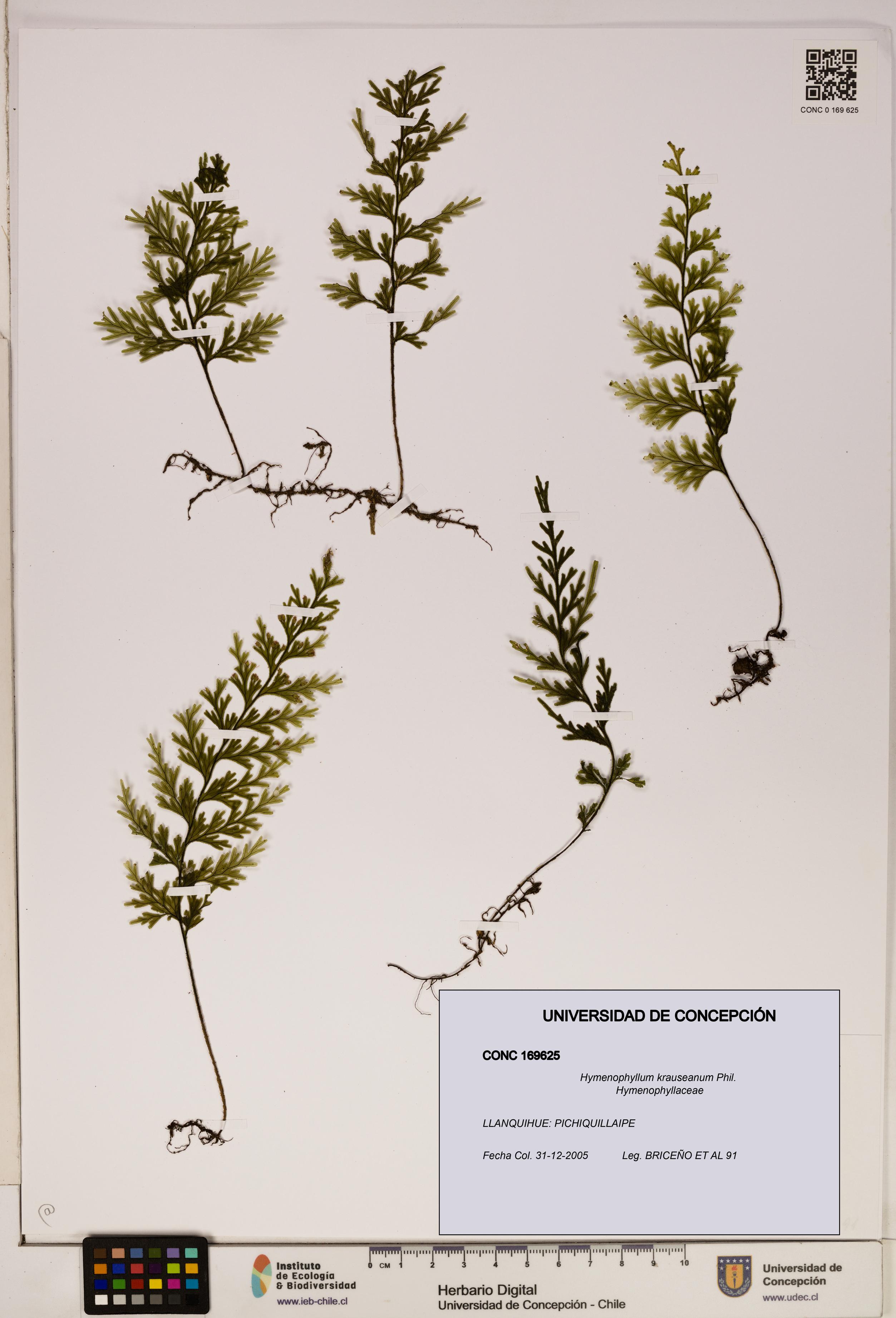 Hymenophyllum krauseanum [Espécimen: ]