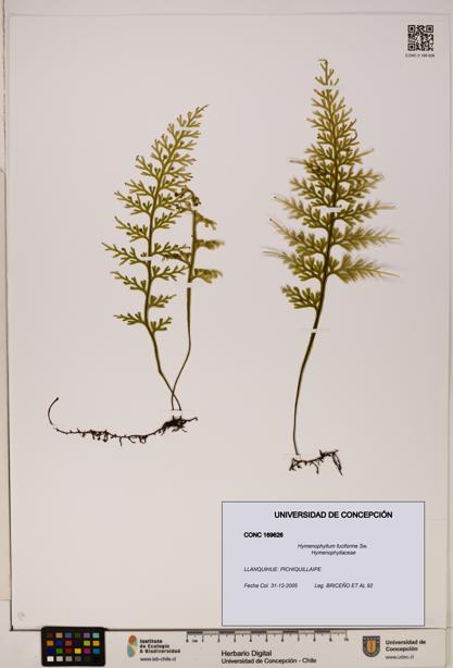 Hymenophyllum fuciforme [Espécimen: UDEC:CONC:0169626]