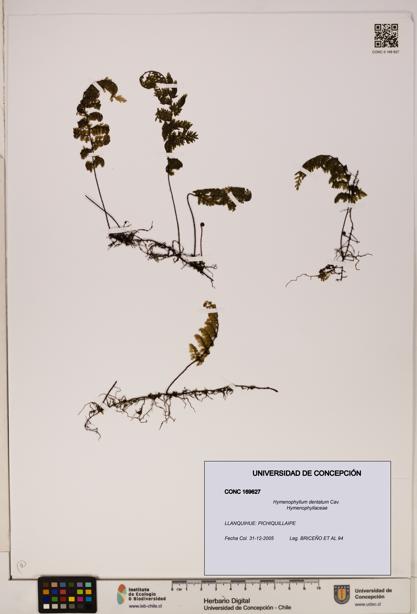 Hymenophyllum dentatum [Espécimen: UDEC:CONC:0169627]