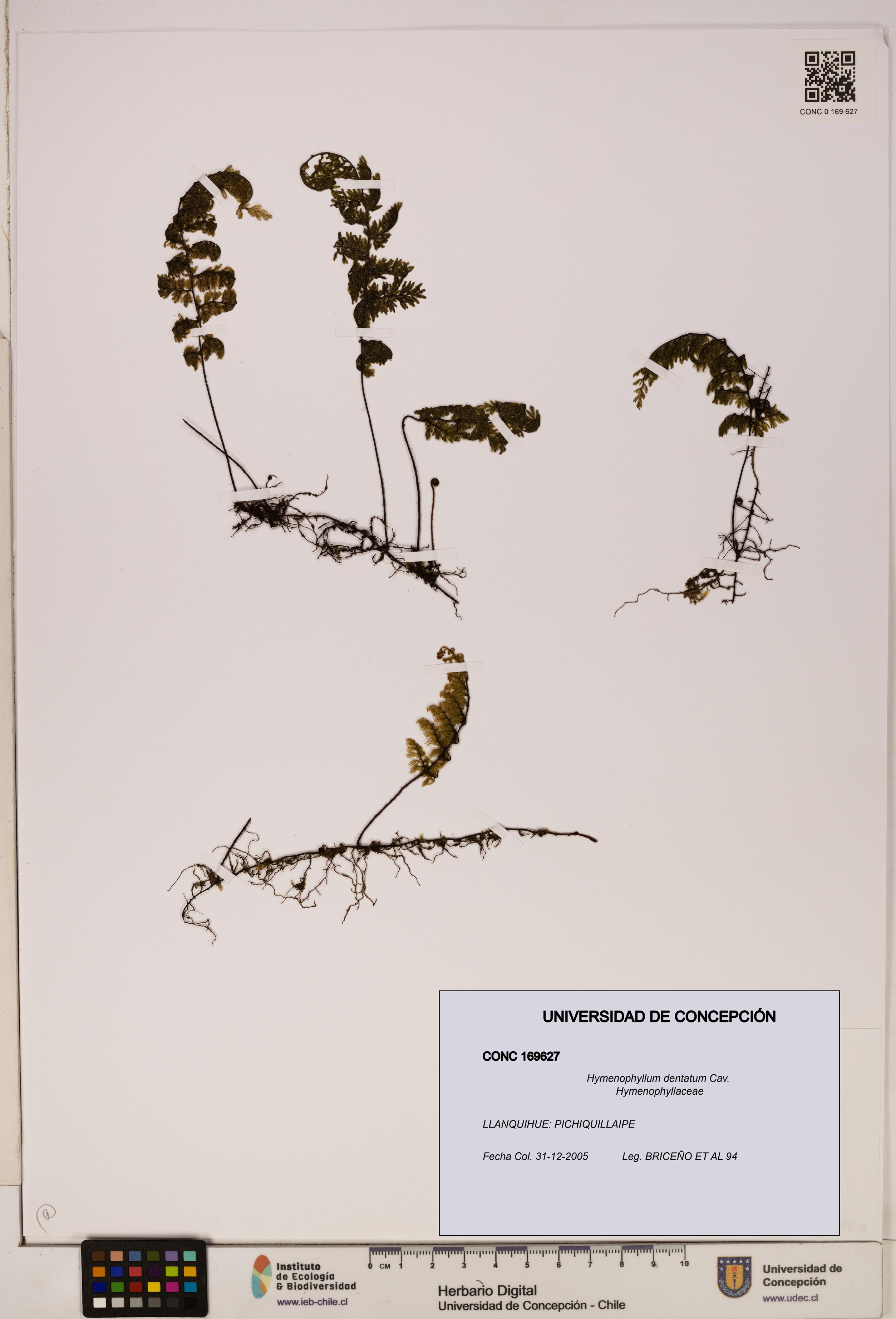 Hymenophyllum dentatum [Espécimen: UDEC:CONC:0169627]