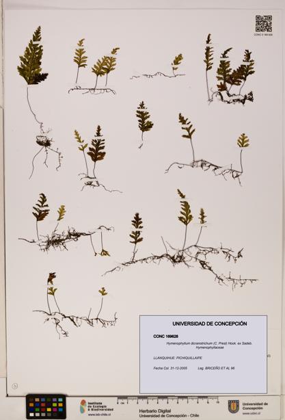 Hymenophyllum dicranotrichum [Espécimen: UDEC:CONC:0169628]
