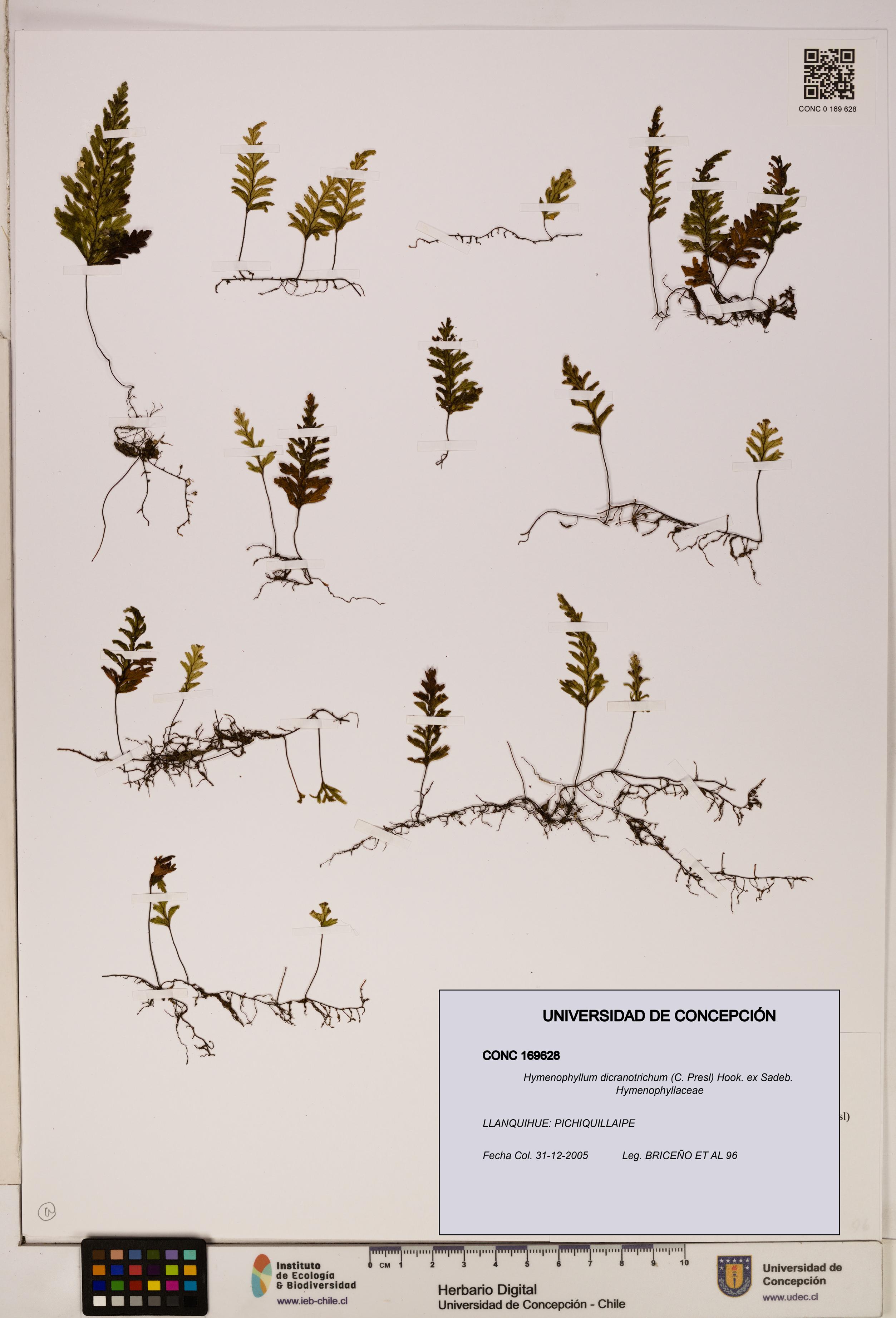 Hymenophyllum dicranotrichum [Espécimen: UDEC:CONC:0169628]