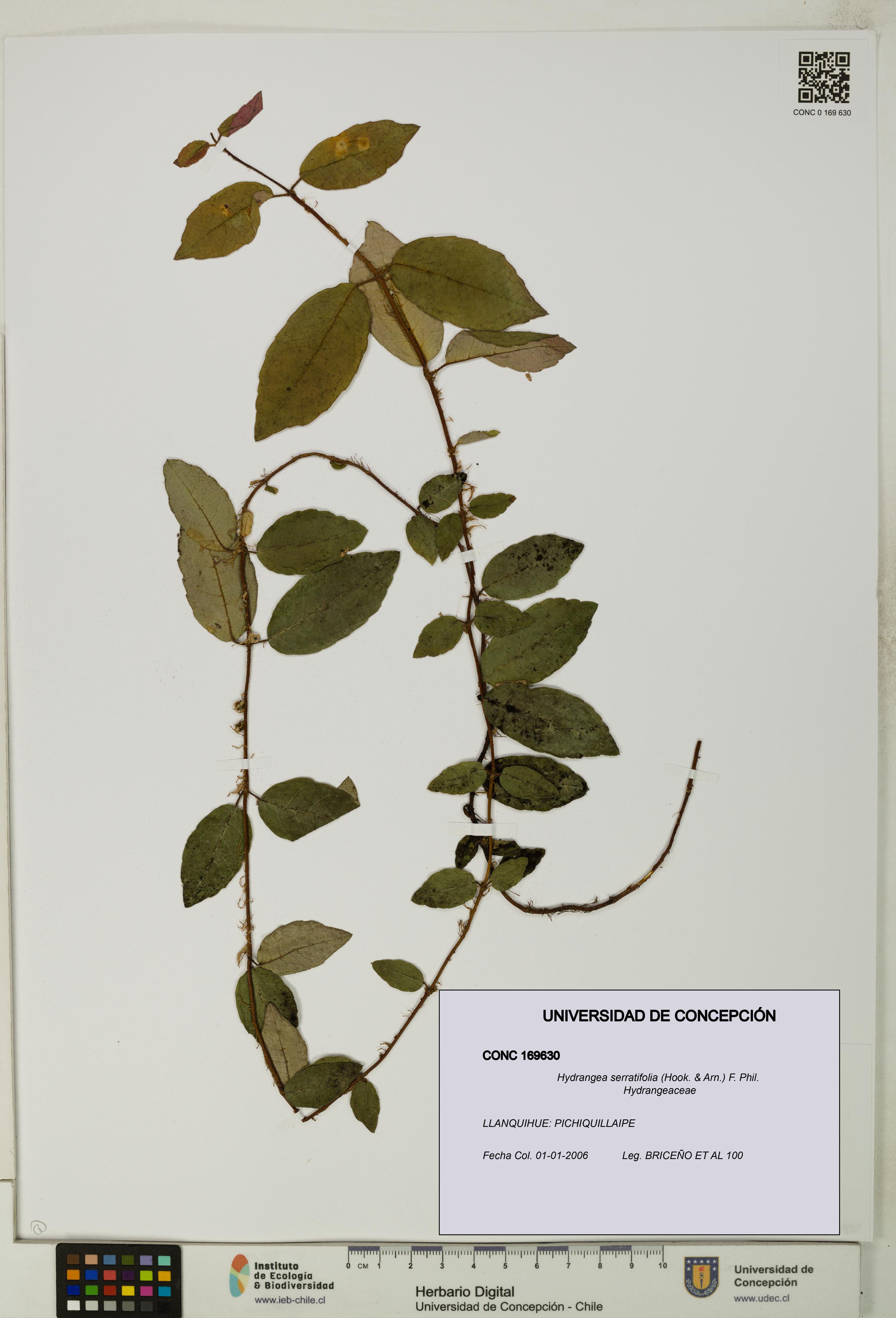 Hydrangea serratifolia [Espécimen: UDEC:CONC:0169630]