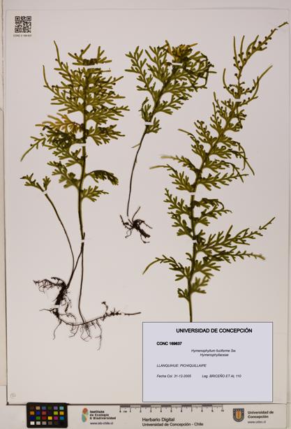 Hymenophyllum fuciforme [Espécimen: UDEC:CONC:0169637]